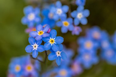 Bahçede yetişen Myosotis çiçekleri.