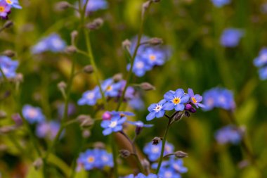Bahçede Myosotis çiçekleri var.