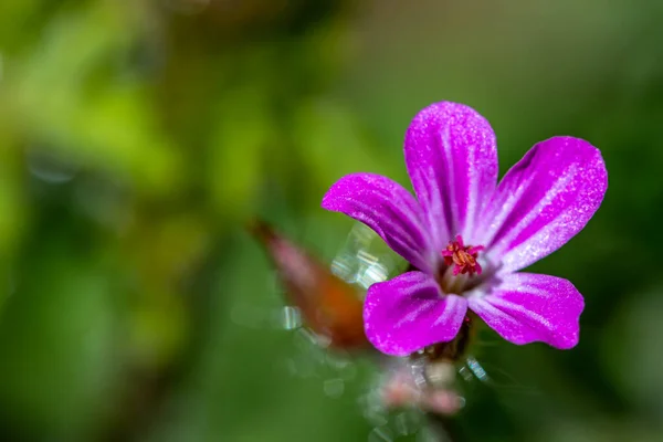 Geranium Robertianum Rosnące Lesie — Zdjęcie stockowe