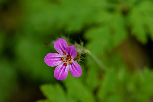 Geranium Robertianum Rosnące Lesie Zbliżenie — Zdjęcie stockowe