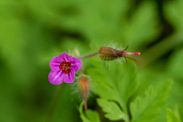 Geranium Robertianum Field Macro — 스톡 사진