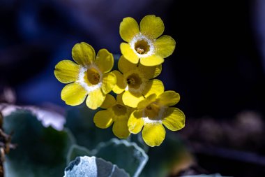 Baharda Primula auricula çiçekleri, makro