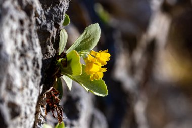 İlkbaharda Primula auricula çiçekleri
