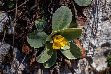 Ormanda Primula auricula çiçekleri
