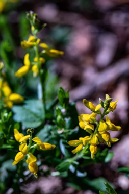 Ormanda yetişen Genista Tinctoria çalısı