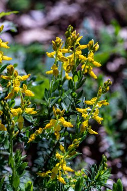 Ormanda büyüyen Genista Tinctoria çalısı, kapan.