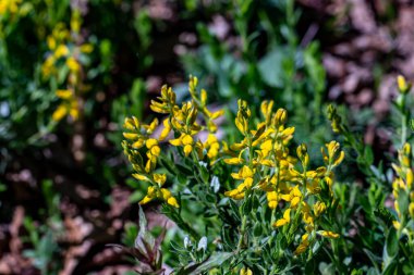 Ormanda büyüyen Genista Tinctoria, yakınlaş