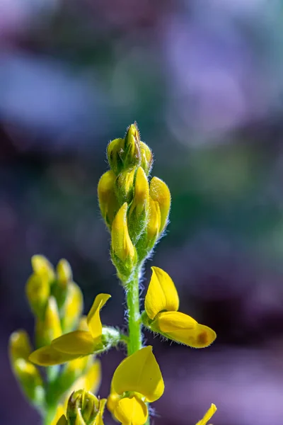 Genista Tinctoria Rostoucí Lese Makro — Stock fotografie