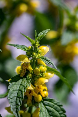 Ormanda yetişen bir grup Lamium galeobdolon çiçeği