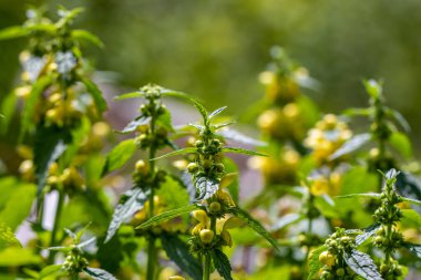 Ormanda yetişen Lamium galeobdolon çiçekleri.