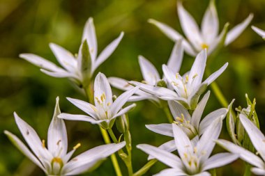Bahçede ornithogalum çiçeği, makro