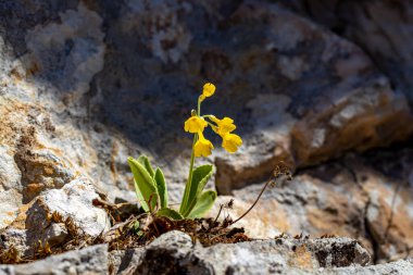 İlkbaharda Primula auricula çiçekleri
