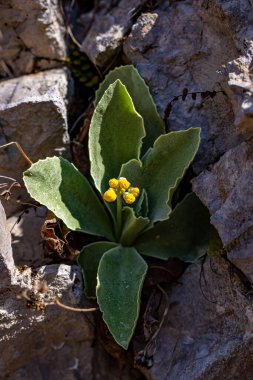 İlkbaharda Primula auricula çiçekleri