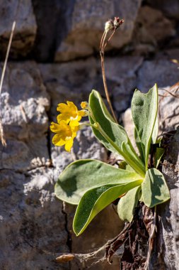 Primula auricula çiçekleri ormanda, makro