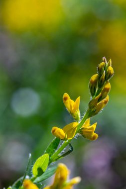 Genista Tinctoria ormanda büyüyor, makro