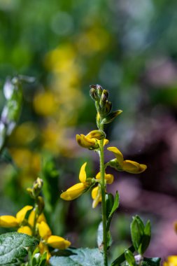 Genista Tinctoria çalısı tarlada büyüyor.