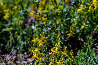 Genista Tinctoria çalısı tarlada büyüyor.