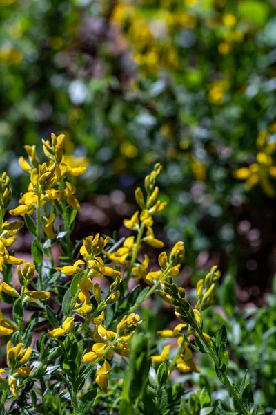 Ormanda yetişen Genista Tinctoria çalısı