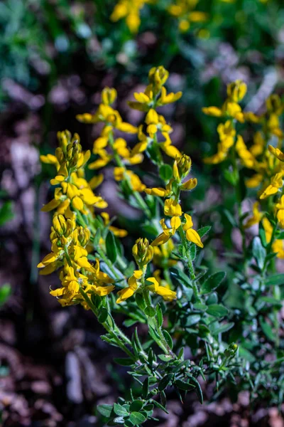 Genista Tinctoria ormanda büyüyor.