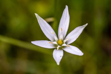Bahçede ornithogalum çiçeği, makro