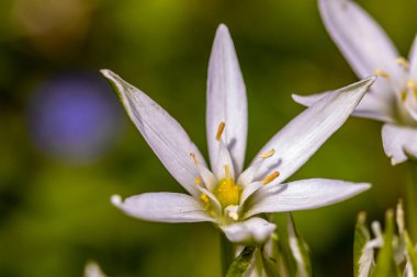 Ornithogalum çiçeği bahçede