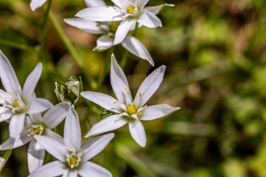 Ornithogalum çiçeği bahçede, yakın çekim.