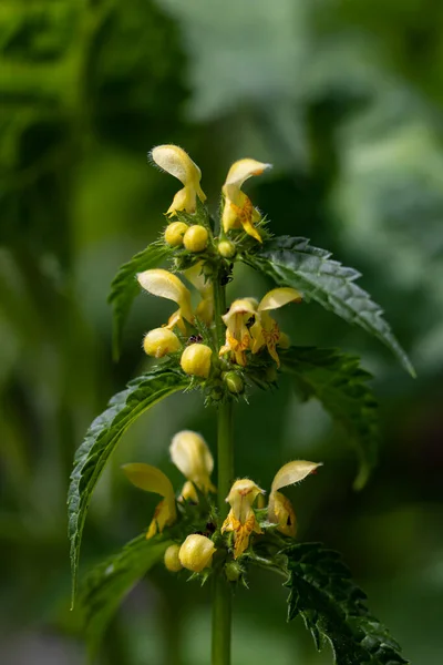Lamium Galeobdolon Květ Roste Lese Zblízka — Stock fotografie