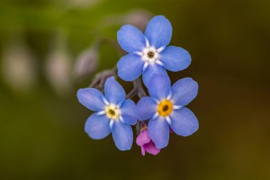 Bahçede Myosotis çiçekleri var.