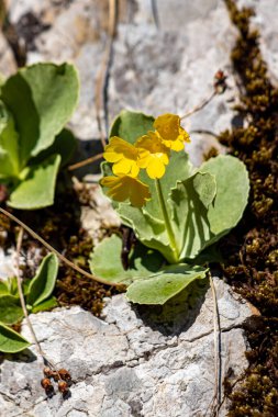 İlkbaharda Primula auricula çiçekleri