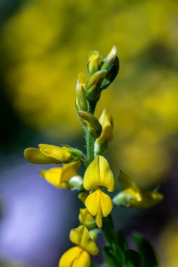 Genista Tinctoria ormanda büyüyor, makro