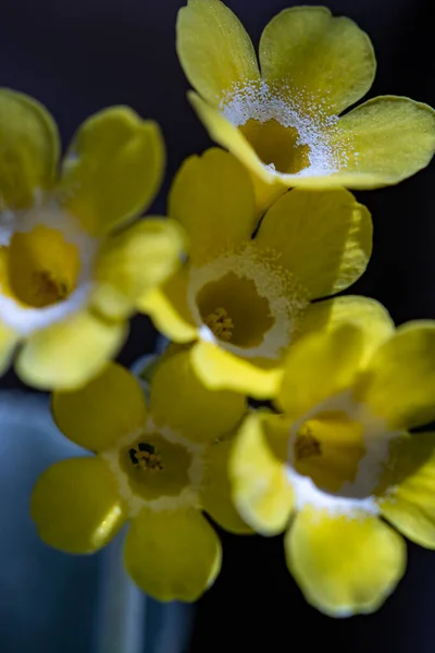 Primula Auricula Flowers Forest Macro — Stock Photo, Image
