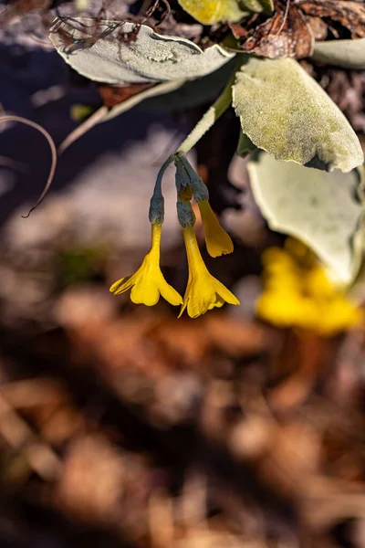 Primula Auricula Fleurs Dans Forêt — Photo