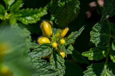 Lamium galeobdolon çiçeği ormanda büyüyor, yakın plan.