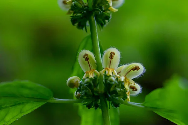 Flor Galeobdolon Lamium Crescendo Floresta Close Atirar — Fotografia de Stock