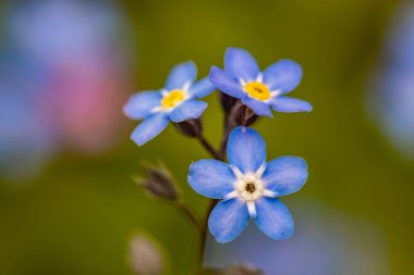 Bahçede Myosotis çiçekleri, makro
