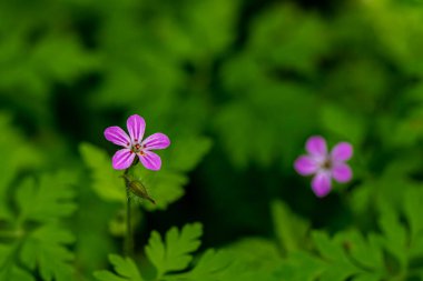 Geranium Robertianum tarlada yetişiyor.