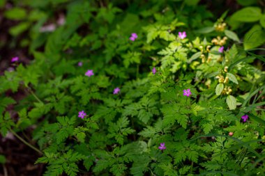 Geranium Robertianum ormanda yetişiyor.