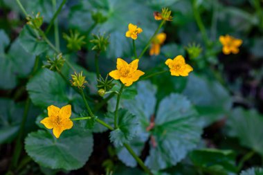 Ormanda büyüyen Caltha palustris çiçeği