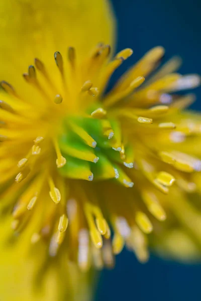 Caltha Palustris Blume Wächst Wäldern Makro — Stockfoto