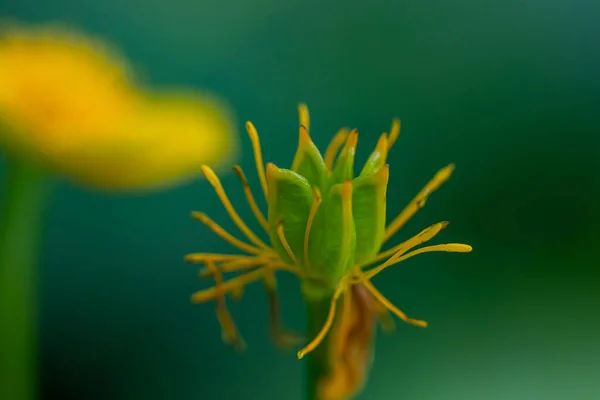 Caltha Palustris Flor Crescendo Floresta Close — Fotografia de Stock