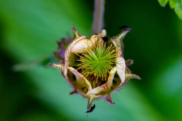 Geum Ανταγωνίζονται Λουλούδι Στο Δάσος Κοντά — Φωτογραφία Αρχείου