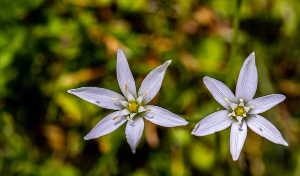 Ornithogalum Flor Jardín Macro —  Fotos de Stock