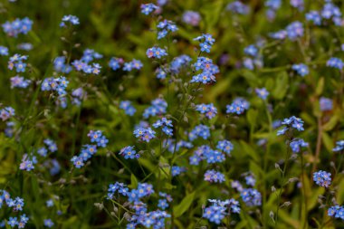 Bahçedeki Myosotis çiçekleri