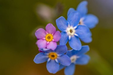 Bahçedeki Myosotis çiçekleri, yakın çekim
