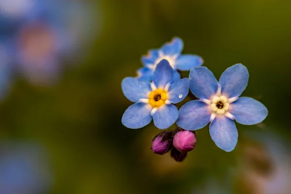 Egy Csomó Myosotis Virág Kertben — Stock Fotó