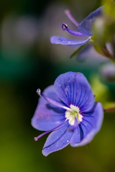 Veronica Agrestis Flowers Growing Garden Close Shoot — Stock Photo, Image