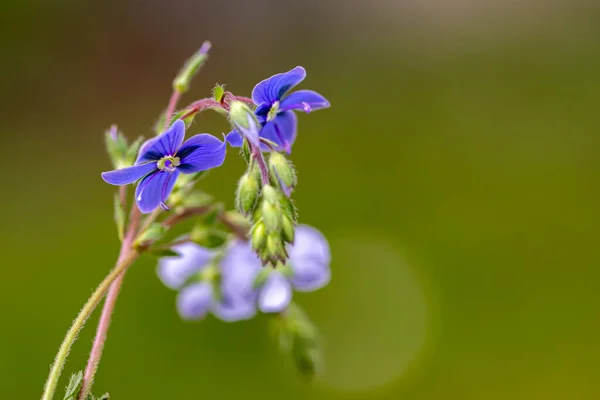 Квіти Вероніки Арестіс Саду Макро — стокове фото