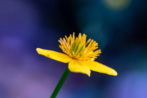 Caltha Palustris Blume Wächst Wald — Stockfoto