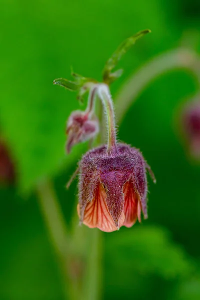 Geum Rivale Flower Forest — Stock Photo, Image