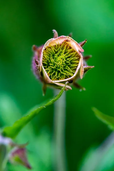 Geum Rivale Květ Lese Makro — Stock fotografie